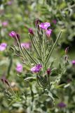 Epilobium velutinum. Верхушка побега с бутонами, цветками и плодами. Южный Казахстан, ущелье реки Боролдай. 11.07.2011.