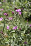 Epilobium velutinum