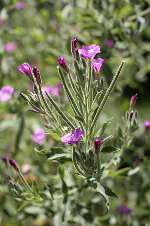 Image of Epilobium velutinum specimen.