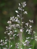 Isodon japonicus variety glaucocalyx. Верхушка цветущего растения. Приморский край, Лазовский р-н, Лазовский заповедник, кордон Карпадь, луг возле кордона. 19.08.2009.