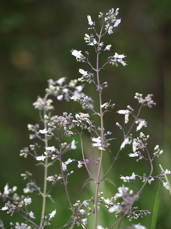 Изображение особи Isodon japonicus var. glaucocalyx.