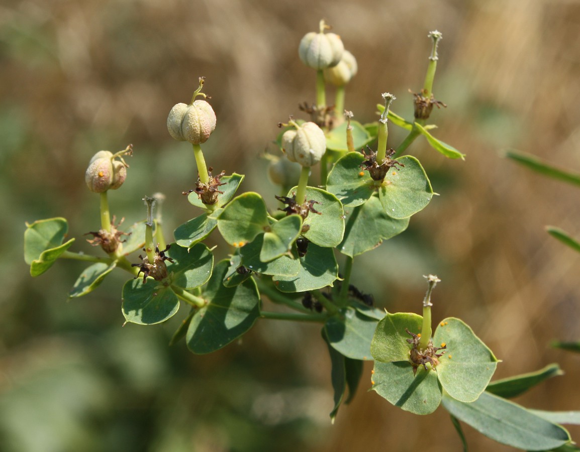 Изображение особи Euphorbia esula.