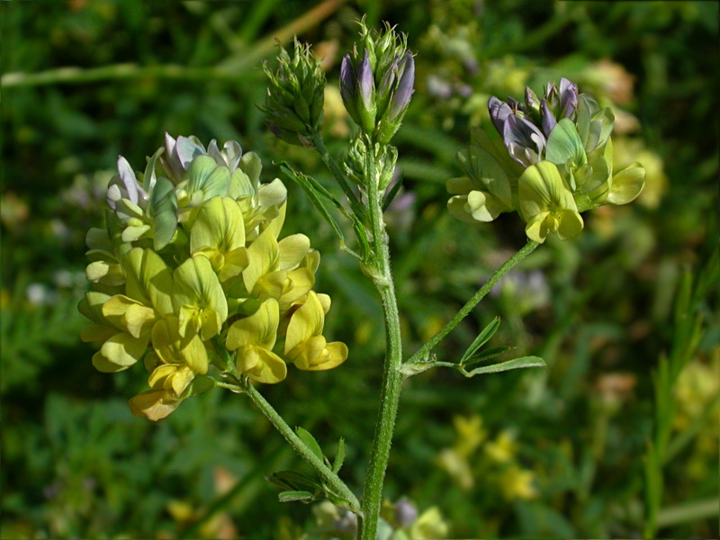 Image of Medicago &times; varia specimen.