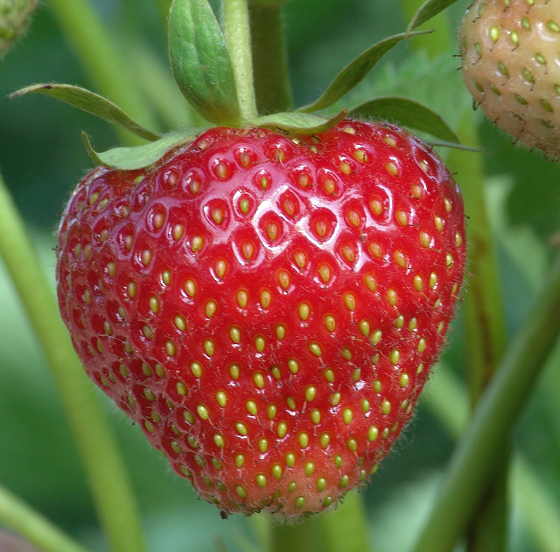 Image of Fragaria &times; ananassa specimen.