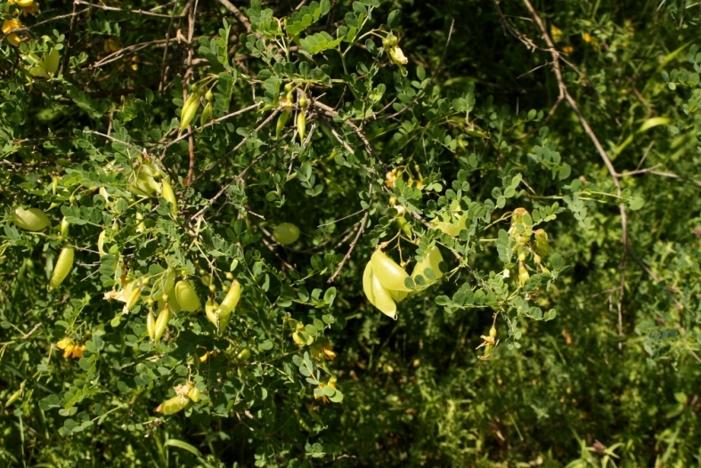Изображение особи Colutea cilicica.
