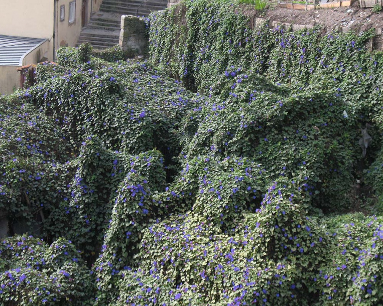 Изображение особи Ipomoea indica.