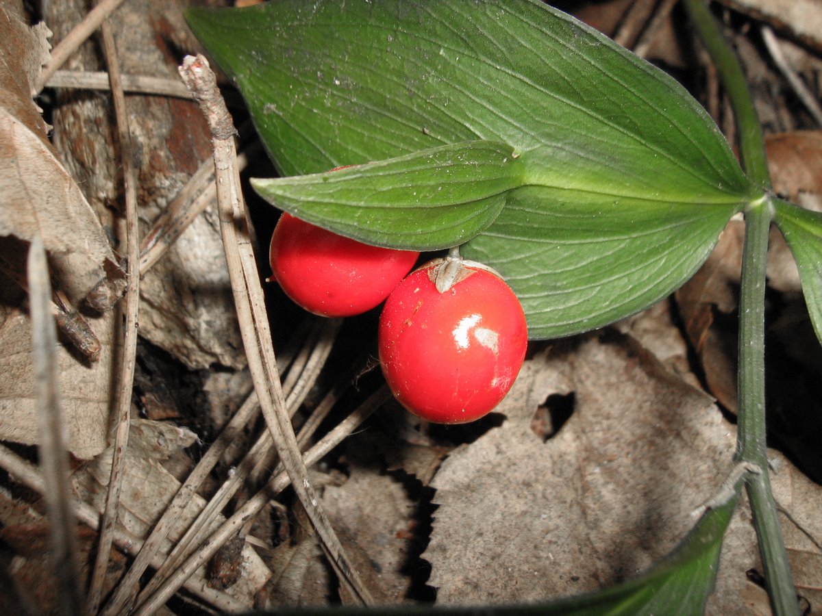 Image of Ruscus hypoglossum specimen.