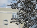 Paulownia tomentosa. Ветви с сухими плодами под снегом. Крым, Ялта, в культуре. 2 февраля 2012 г.