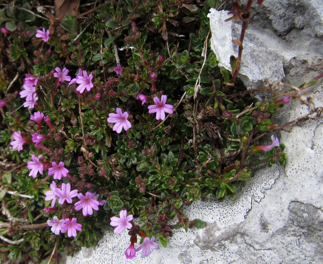 Изображение особи Erinus alpinus.