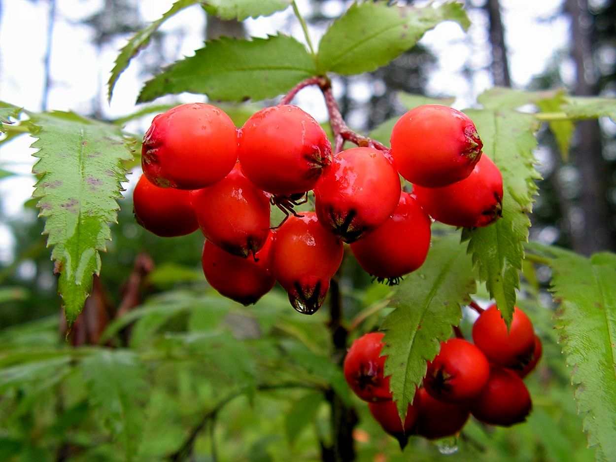 Image of Sorbus sambucifolia specimen.