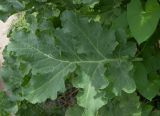 Crambe maritima