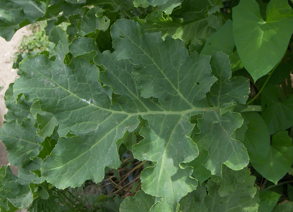 Изображение особи Crambe maritima.