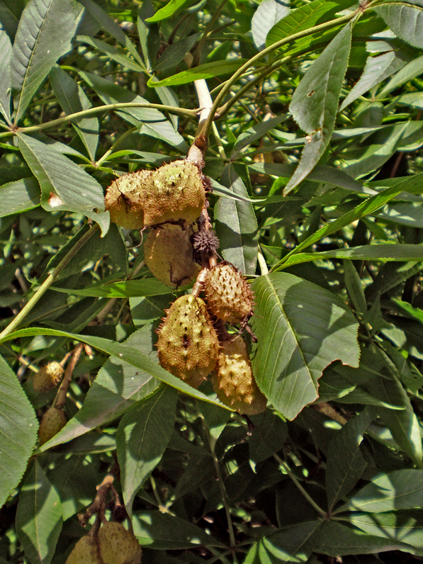 Image of Aesculus flava specimen.