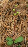 Pyrola chlorantha
