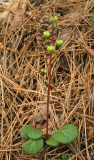 Pyrola chlorantha. Растение с завязавшимися плодами. Крым, южный берег, окр. Алупки, сосновый лес. 2 июня 2012 г.