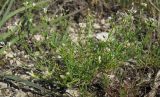 Asperula petraea