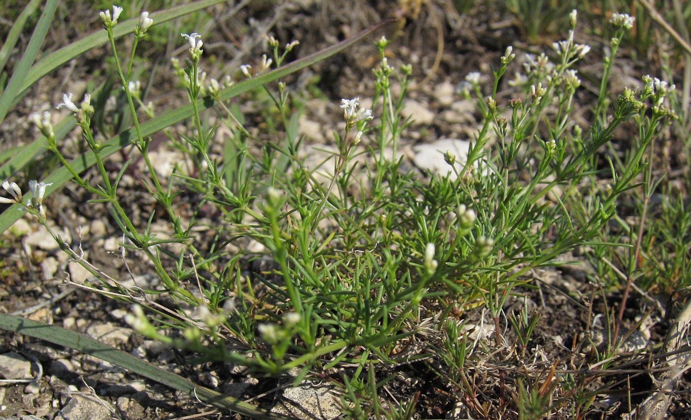 Image of Asperula petraea specimen.