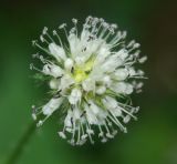 Dipsacus pilosus. Соцветие. Адыгея, хребет Уна-Коз. 14.08.2008.