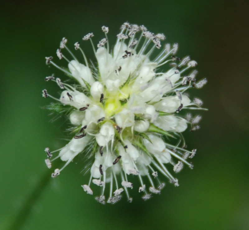 Image of Dipsacus pilosus specimen.