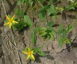 Hypericum humifusum