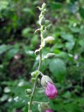 Digitalis purpurea. Верхушка соцветия. Ленинградская область, Всеволожский район, окрестности поселка Токсово. 20 июля 2012 г.