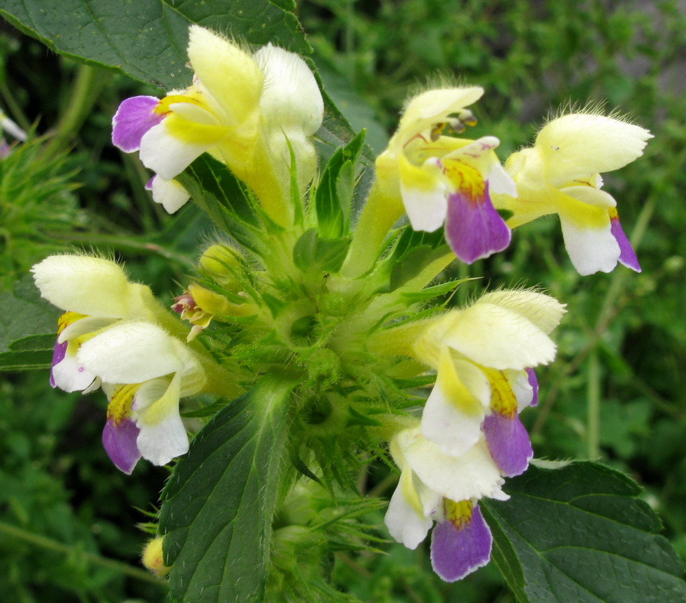 Изображение особи Galeopsis speciosa.