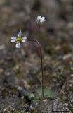 Erophila verna