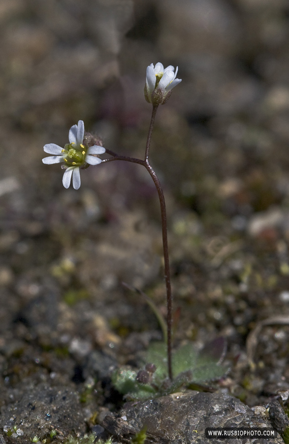 Image of Erophila verna specimen.