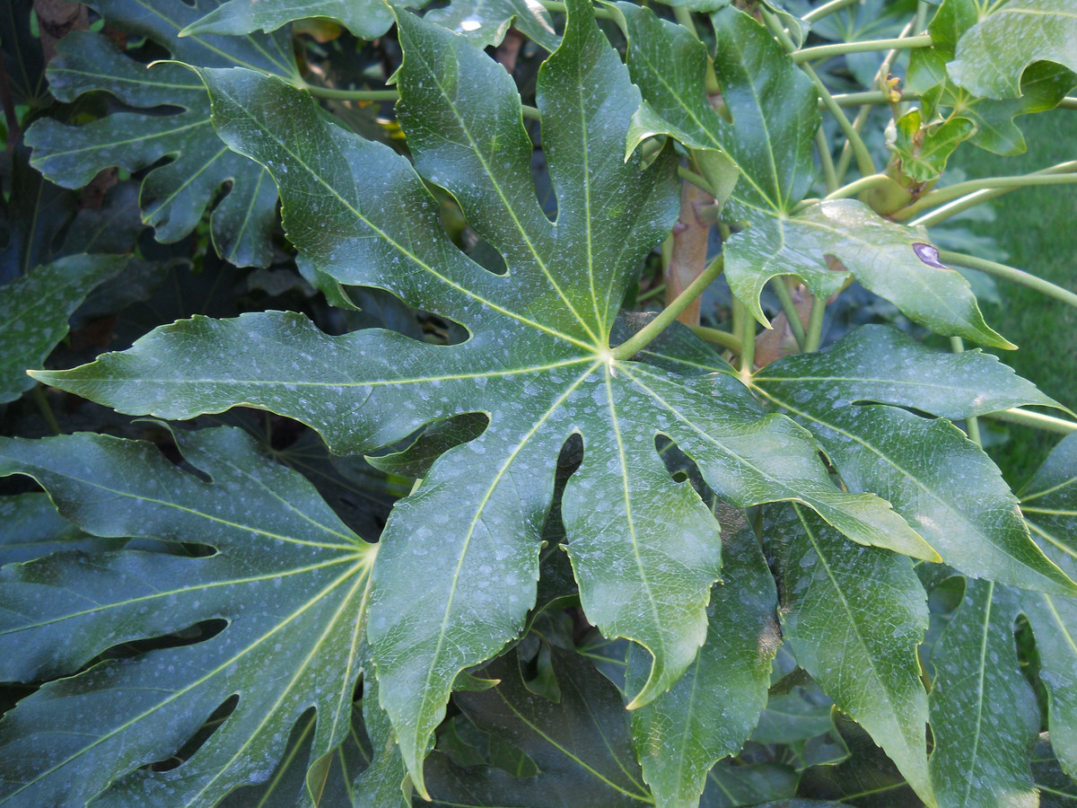 Image of Fatsia japonica specimen.