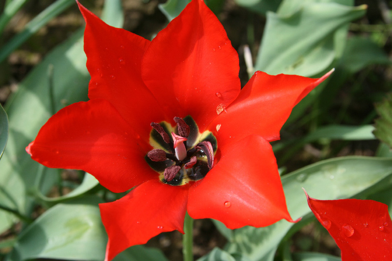 Image of Tulipa affinis specimen.