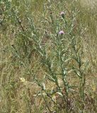 Centaurea jacea ssp. substituta