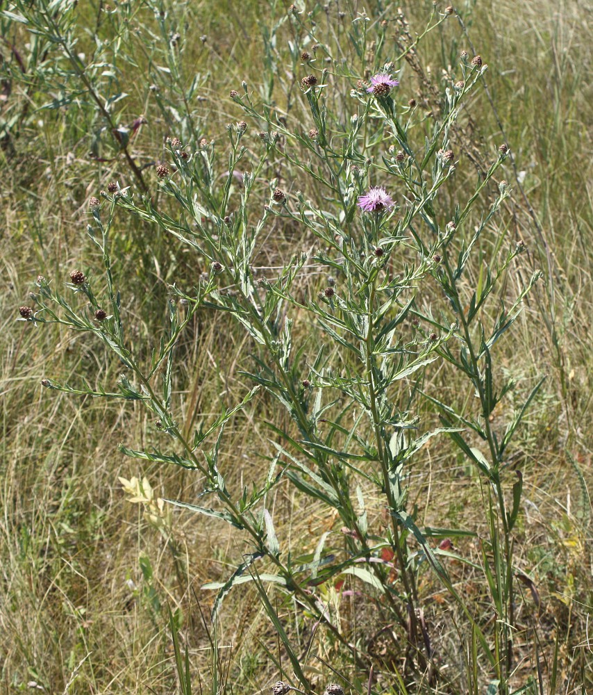 Image of Centaurea jacea ssp. substituta specimen.