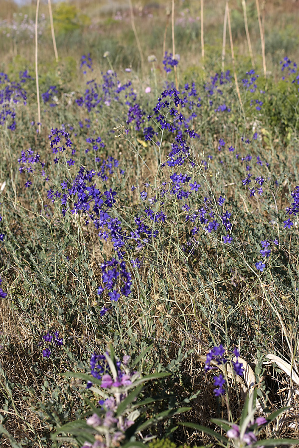 Изображение особи Delphinium longipedunculatum.