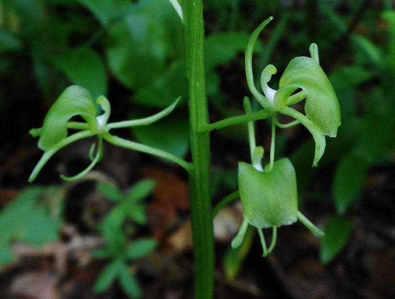 Image of Liparis japonica specimen.