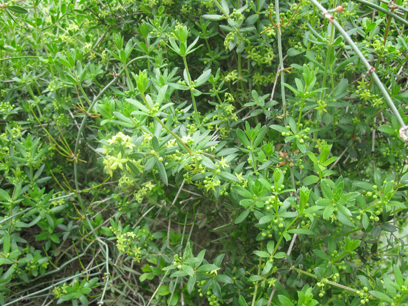 Изображение особи Rubia tenuifolia.