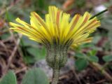 Pilosella officinarum. Соцветие. Горный Крым, окр. с. Лучистое, газон. 5 ноября 2012 г.