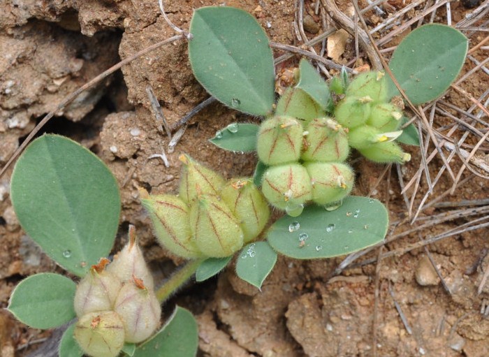 Изображение особи Tripodion tetraphyllum.