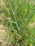 Foeniculum vulgare