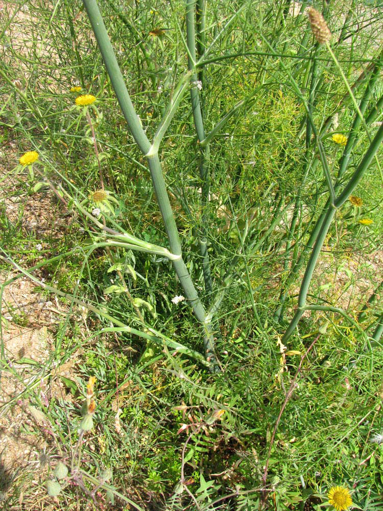 Изображение особи Foeniculum vulgare.