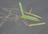 Sagittaria natans