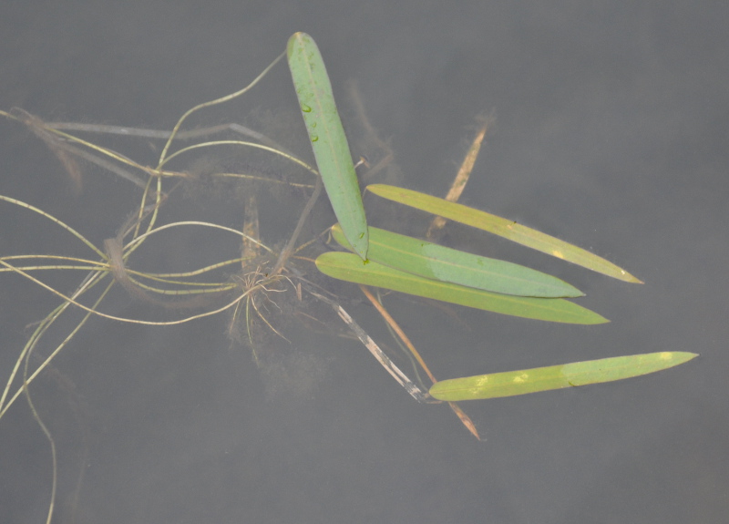 Image of Sagittaria natans specimen.