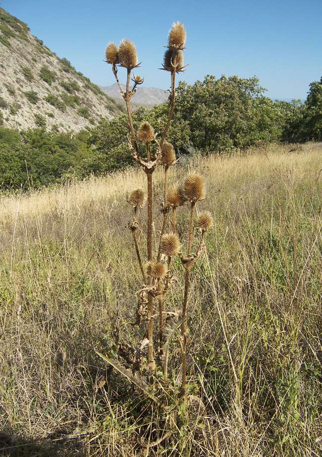 Изображение особи Dipsacus laciniatus.