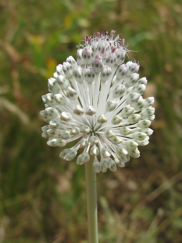 Image of Allium guttatum specimen.