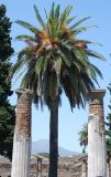 Phoenix canariensis