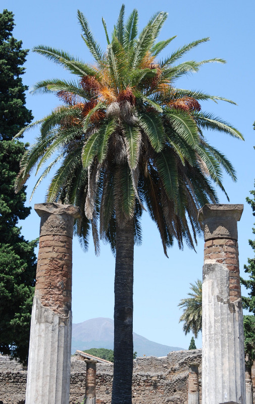 Image of Phoenix canariensis specimen.