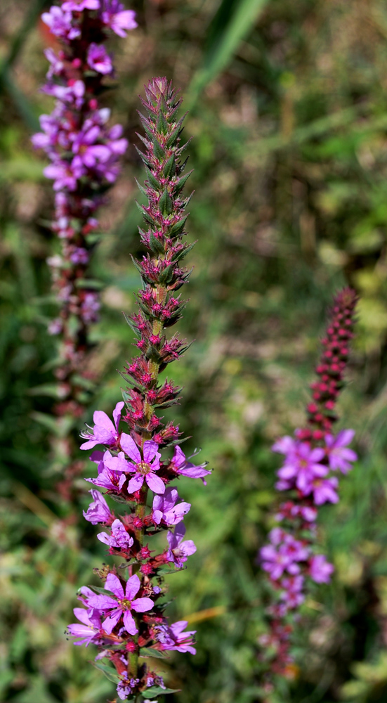 Изображение особи Lythrum salicaria.