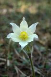 genus Pulsatilla