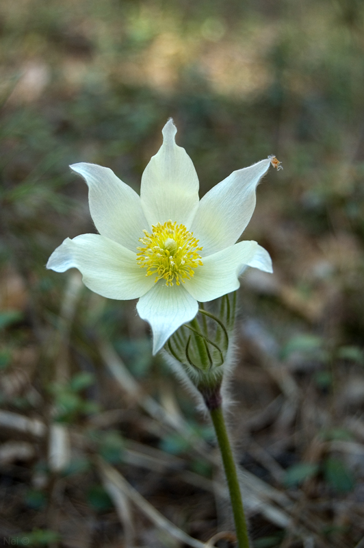 Изображение особи род Pulsatilla.