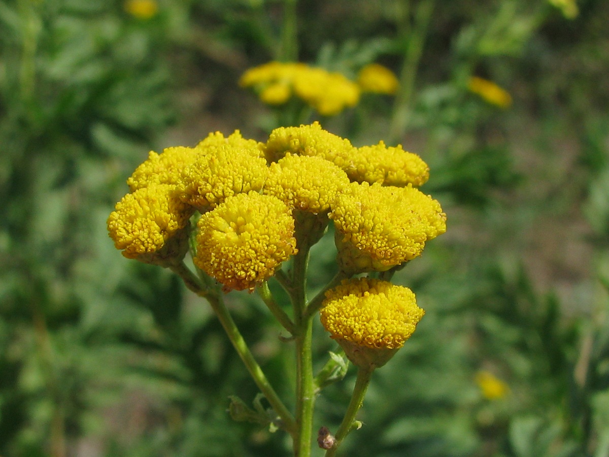 Изображение особи Tanacetum vulgare.