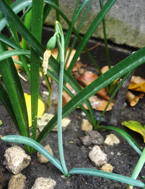 Image of Galanthus peshmenii specimen.